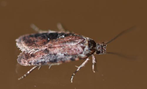 Agonopterix purpurea